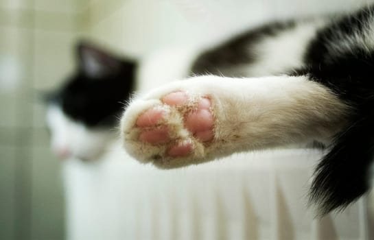 Cat's life