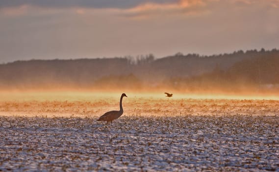 After it stopped snowing this evening,even the sun came out again. I thought my fingers would fall off,there was an icy wind that whirled up the fresh snow,which looked great in the backlight. Crop new,depths and highlights increased