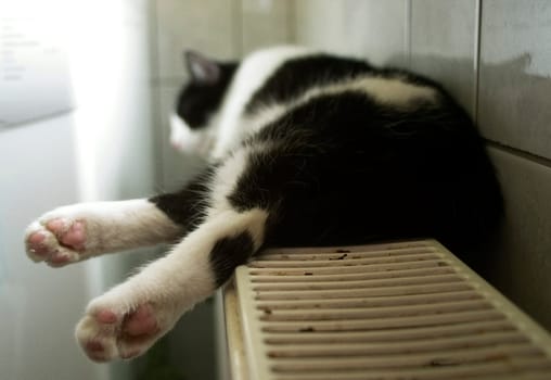 Cat's life...