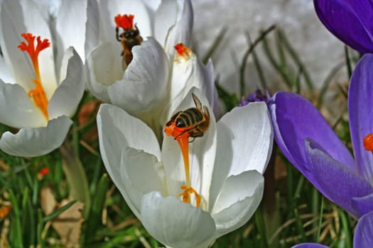 Spring