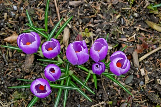 Heralds of spring