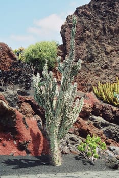 Jardin de Cactus