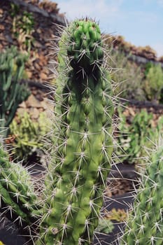 Jardi de Cactus