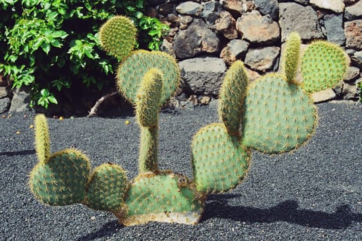 Jardin de cactus