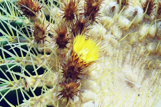 Jardin de Cactus