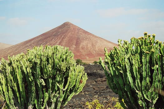 Jardin de Cactus