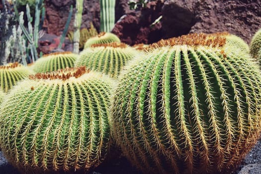 Jardin de Cactus