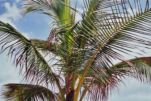 Palm tree