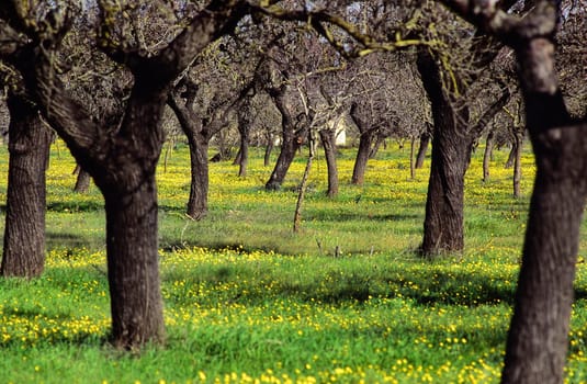 Mallorca in the month of January