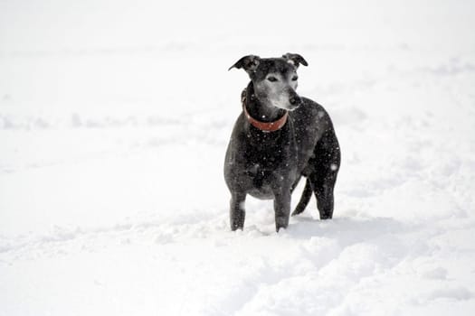 Sammy in the snow