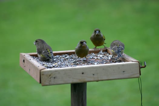 Greenlings or greenfinches at a feeding place