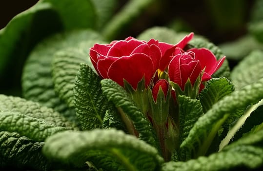 Primroses