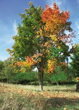 Autumn tree