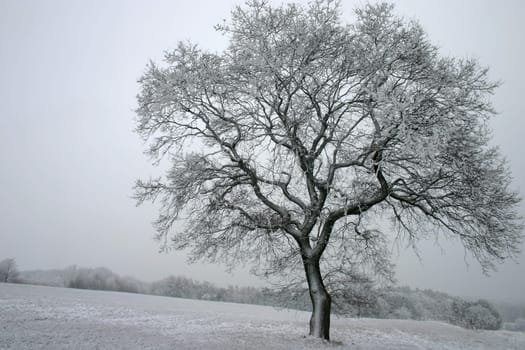 Lonely beech tree in the snow