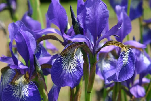 Blue irises