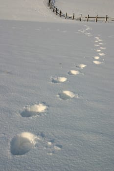 Tracks in the snow