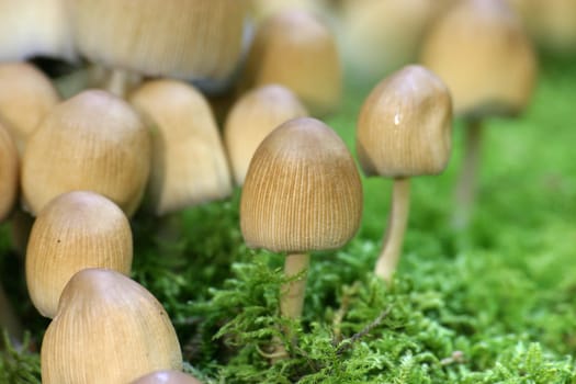 Small mushrooms on green moss cushion