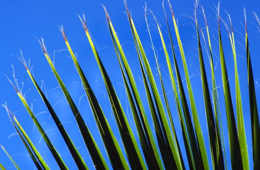 Washingtonia filifera