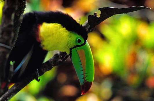 I photographed this magnificent toucan in Costa Rica. He had his home in a huge orchid greenhouse and could fly around freely. I found out about him with a 50mm lens and he took revenge by shooting like crazy afterwards.