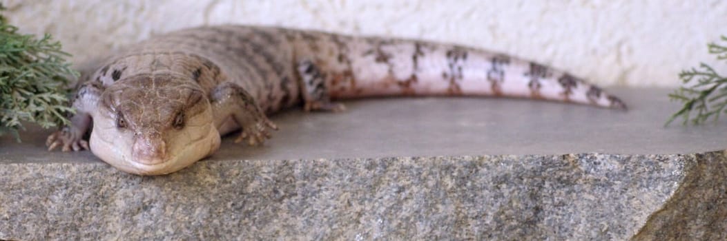 Bluetongue