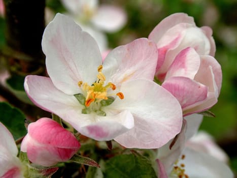 Delicate apple blossom