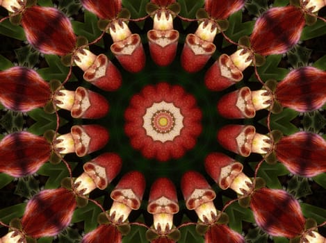 Orchid Kaleidoscope