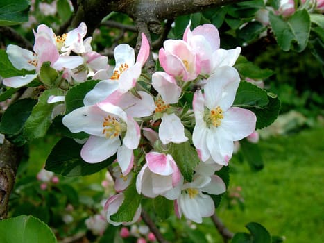 Apple blossoms in all their glory