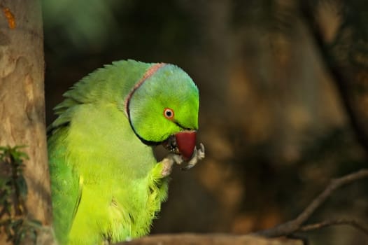 Hansband parakeets grab their food and then eat it out of their "hand"",so to speak. Free-living specimen from the Luisenpark in Mannheim"