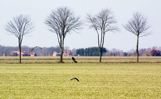 Field with birds and trees