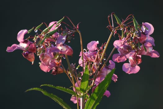 Impatiens glandulifera