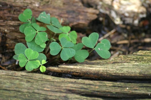 Shamrocks on forest floor on a tree stump