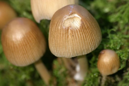 Small mushrooms on green moss cushion