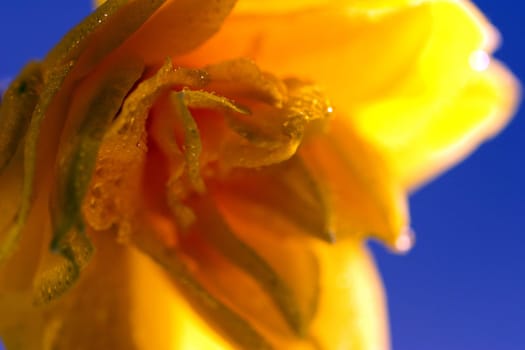 Narcissus