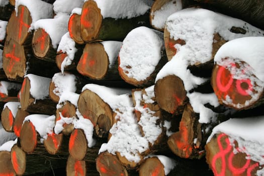 Tree trunk stack with markings and snow cover