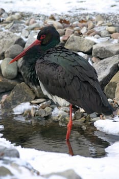 Black stork in a stream in winter