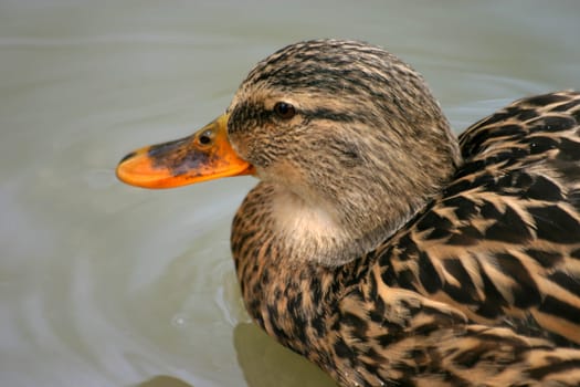 Portrait of a mallard turnout