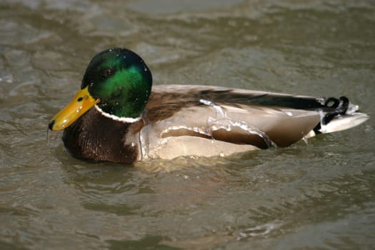Mallard Drake