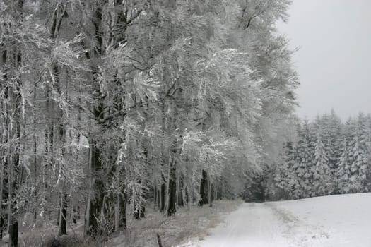 Snowy forest path on a gloomy winter's day