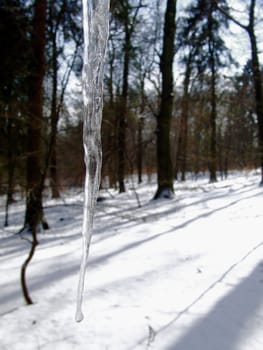 icicles in the forest