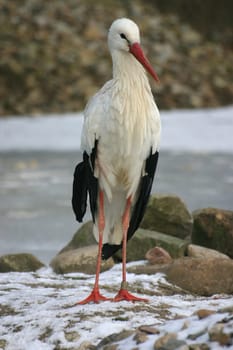 White stork in the snow