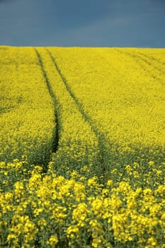 rapeseed