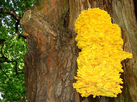Bark