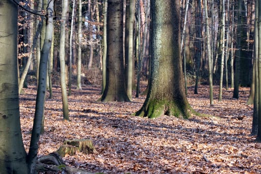 Mixed forest