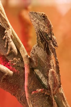Lizard on the branch