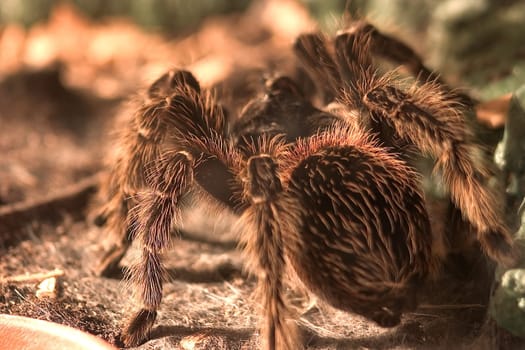 Tarantula 01