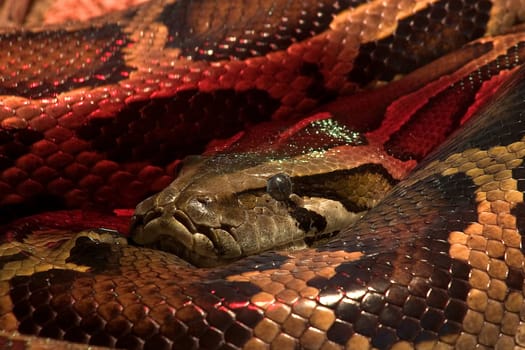 Anaconda 02