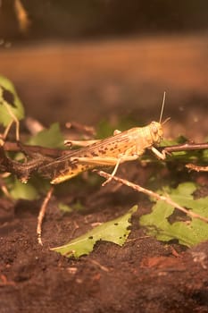 Grasshopper