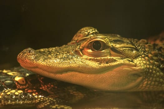 Aligator head