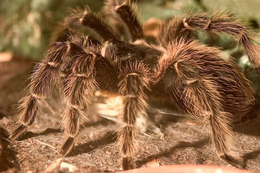 Tarantula 02