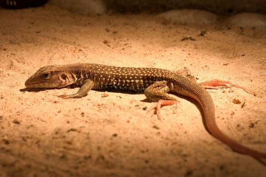 Lizard in the sand